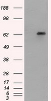 Glucose 6 phosphate isomerase Antibody