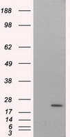 NIT2 Antibody