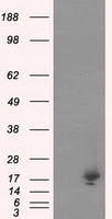 NME4 Antibody