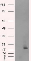 NME4 Antibody
