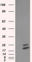 NME4 Antibody