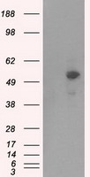 PKA R2 Antibody