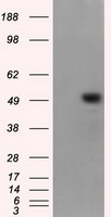 MEAK7 Antibody