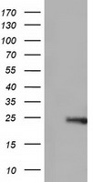 ARHGDIA Antibody
