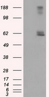LIPG Antibody
