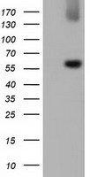 LIPG Antibody