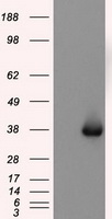 NIT2 Antibody