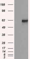 Natriuretic Peptide Receptor C Antibody