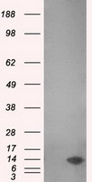 MSMB Antibody