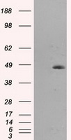 MTRF1L Antibody