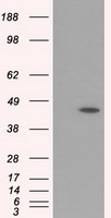 MTRF1L Antibody