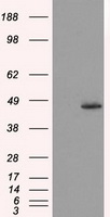 MTRF1L Antibody