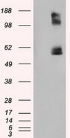 LIPG Antibody