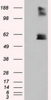 LIPG Antibody
