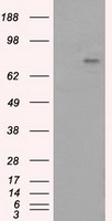 PTPRE Antibody
