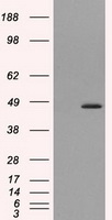 MTRF1L Antibody