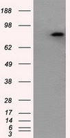 Amyloid Precursor Protein Antibody