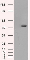 TUBA8 Antibody