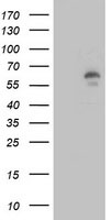 LIPG Antibody