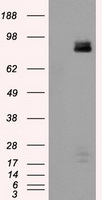 PTPRE Antibody