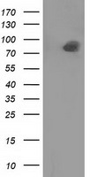 PTP epsilon Antibody