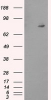 PTP epsilon Antibody