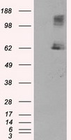 LIPG Antibody