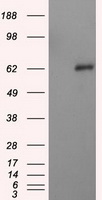 NPR3 Antibody