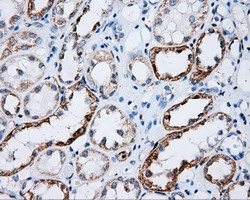 LIPG Antibody