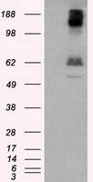 LIPG Antibody