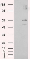 LIPG Antibody