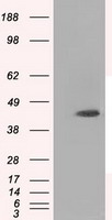 MTRF1L Antibody