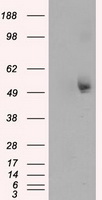TUBA8 Antibody