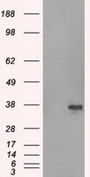 Serine racemase Antibody