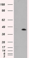 MTRF1L Antibody