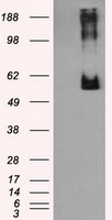 LIPG Antibody