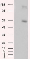 LIPG Antibody