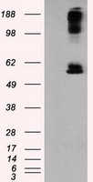 LIPG Antibody