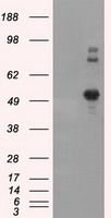 SIL1 Antibody