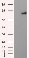 PTP epsilon Antibody