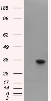 FAHD2A Antibody