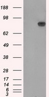 Amyloid Precursor Protein Antibody