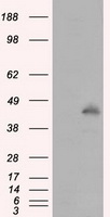 MCL1 Antibody