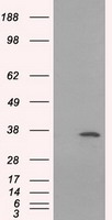 Serine racemase Antibody