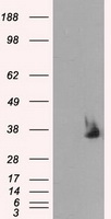 Serine racemase Antibody