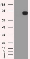 APP Antibody
