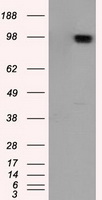 Amyloid Precursor Protein Antibody