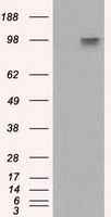 Amyloid Precursor Protein Antibody