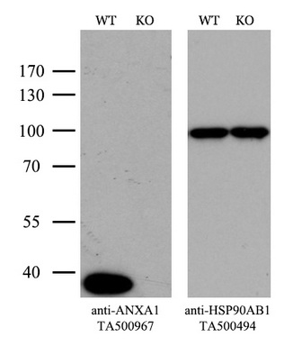 Annexin A1 Antibody