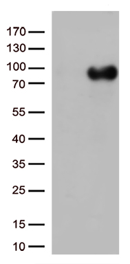 CD36 Antibody